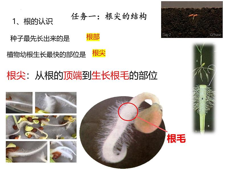 人教版生物七年级下册3.1.2《植株的生长》课件第6页