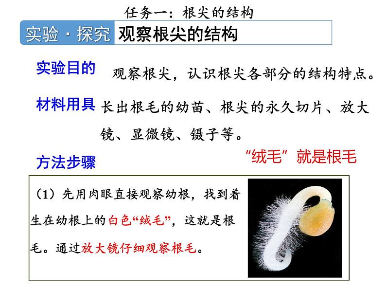 人教版生物七年级下册3.1.2《植株的生长》课件第7页