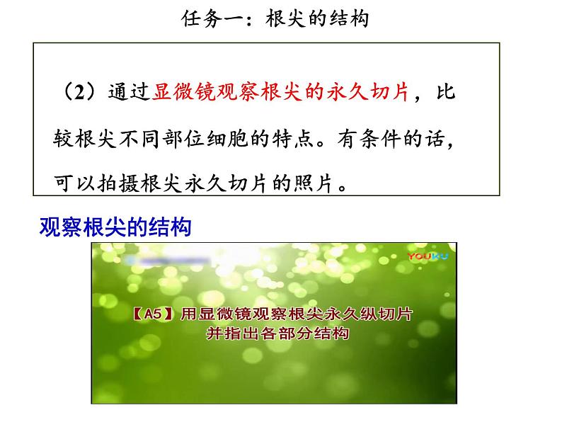 人教版生物七年级下册3.1.2《植株的生长》课件第8页