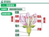 人教版生物七年級下冊3.1.3《開花和結(jié)果》課件