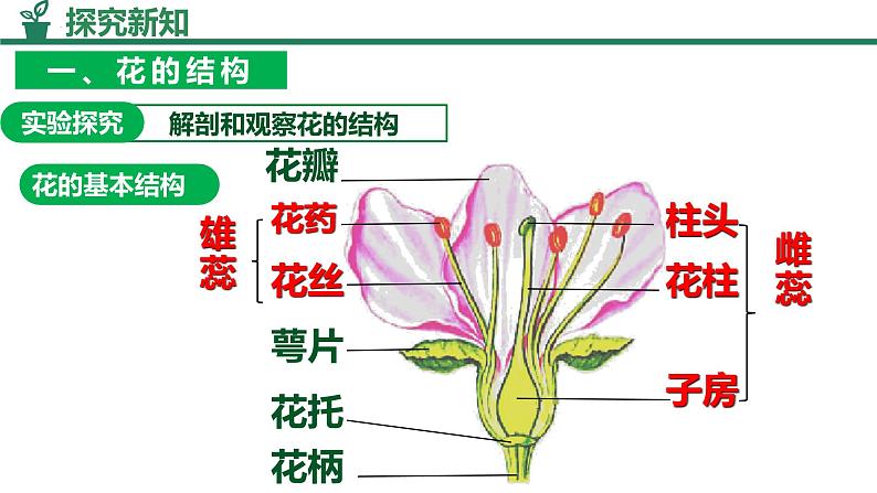 人教版生物七年级下册3.1.3《开花和结果》课件第4页