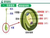 人教版生物七年級下冊3.1.3《開花和結(jié)果》課件