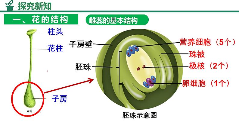 人教版生物七年级下册3.1.3《开花和结果》课件第5页