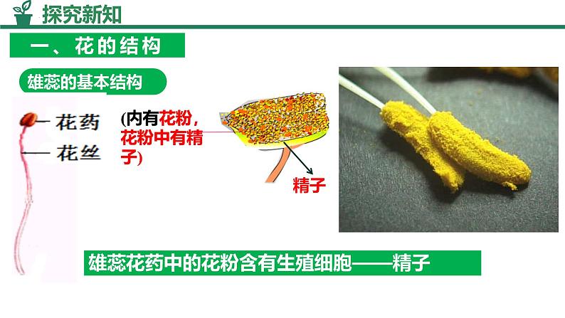 人教版生物七年级下册3.1.3《开花和结果》课件第6页