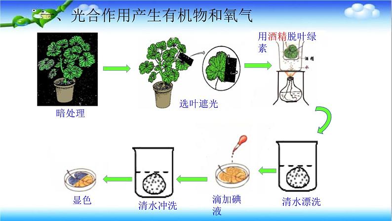 3.1.3 植物通过光合作用固定光能 - 初中生物七年级下册 同步教学课件（济南版2024）第6页