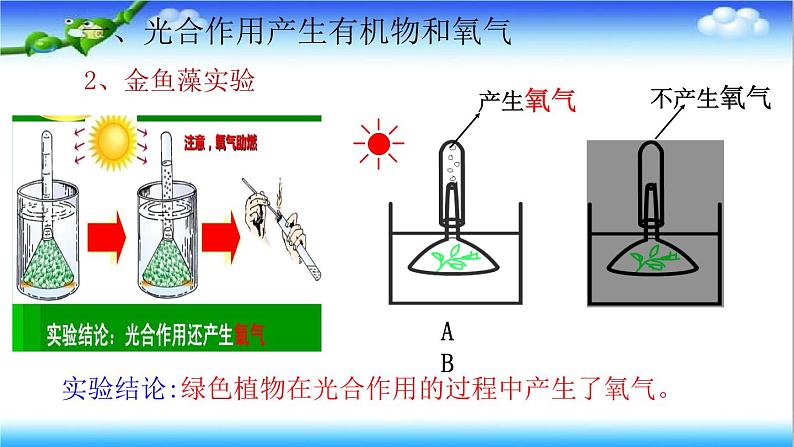 3.1.3 植物通过光合作用固定光能 - 初中生物七年级下册 同步教学课件（济南版2024）第8页