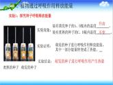 3.1.4 植物通过呼吸作用为生命活动提供能量 - 初中生物七年级下册 同步教学课件（济南版2024）