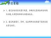 3.2.1 花是被子植物特有的生殖器官 - 初中生物七年级下册 同步教学课件（济南版2024）