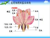 3.2.1 花是被子植物特有的生殖器官 - 初中生物七年级下册 同步教学课件（济南版2024）