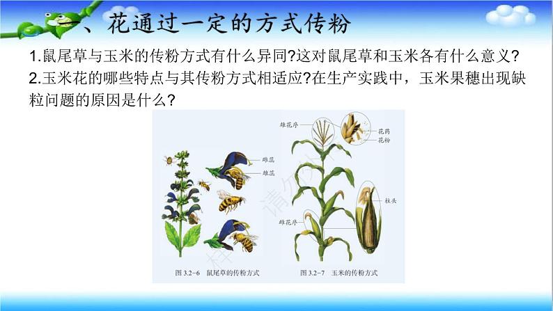 3.2.2 花经过传粉和受精后形成果实 - 初中生物七年级下册 同步教学课件（济南版2024）第5页