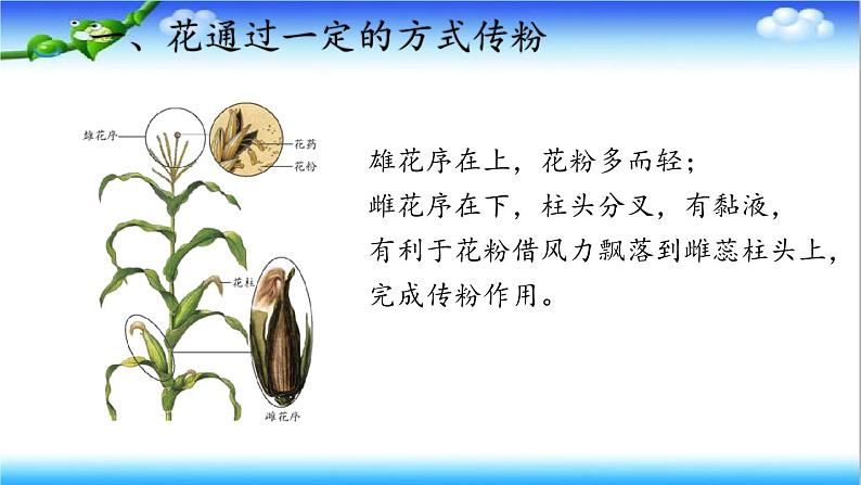 3.2.2 花经过传粉和受精后形成果实 - 初中生物七年级下册 同步教学课件（济南版2024）第7页