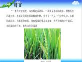 3.2.2 花经过传粉和受精后形成果实 - 初中生物七年级下册 同步教学课件（济南版2024）