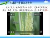 3.2.2 花经过传粉和受精后形成果实 - 初中生物七年级下册 同步教学课件（济南版2024）