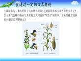 3.2.2 花经过传粉和受精后形成果实 - 初中生物七年级下册 同步教学课件（济南版2024）