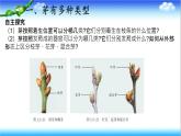 3.2.4 芽是未发育的枝条或花 - 初中生物七年级下册 同步教学课件（济南版2024）