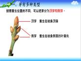 3.2.4 芽是未发育的枝条或花 - 初中生物七年级下册 同步教学课件（济南版2024）