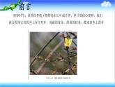 3.2.4 芽是未发育的枝条或花 - 初中生物七年级下册 同步教学课件（济南版2024）