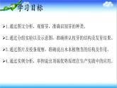 3.2.4 芽是未发育的枝条或花 - 初中生物七年级下册 同步教学课件（济南版2024）