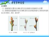 3.2.4 芽是未发育的枝条或花 - 初中生物七年级下册 同步教学课件（济南版2024）