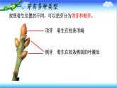 3.2.4 芽是未发育的枝条或花 - 初中生物七年级下册 同步教学课件（济南版2024）