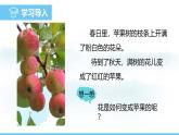 苏教版（2024）七下生物课件 4.9.3 第1课时 开花和结果
