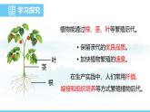 蘇教版（2024）七下生物課件 4.9.3 第2課時 扦插、嫁接和組織培養(yǎng)