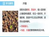 蘇教版（2024）七下生物課件 4.9.3 第2課時 扦插、嫁接和組織培養(yǎng)