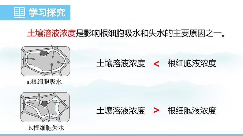 苏教版（2024）七下生物课件 4.10.1 第1课时 根部吸收水和无机盐第6页