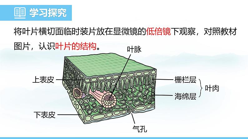 苏教版（2024）七下生物课件 4.10.1 第2课时 叶片产生有机物第6页
