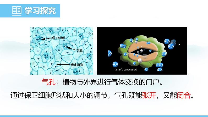 苏教版（2024）七下生物课件 4.10.1 第2课时 叶片产生有机物第8页