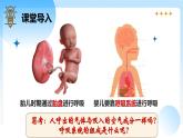 3.1.1 人的呼吸（第1课时）（新教材课件）-2024-2025学年七年级生物下册（北京版2024）