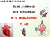 3.2.1  血液循環(huán)系統(tǒng)的組成（三、心臟）-2024-2025學年七年級生物下冊課件（冀少版2024）
