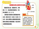 3.2.1  血液循環(huán)系統(tǒng)的組成（三、心臟）-2024-2025學年七年級生物下冊課件（冀少版2024）