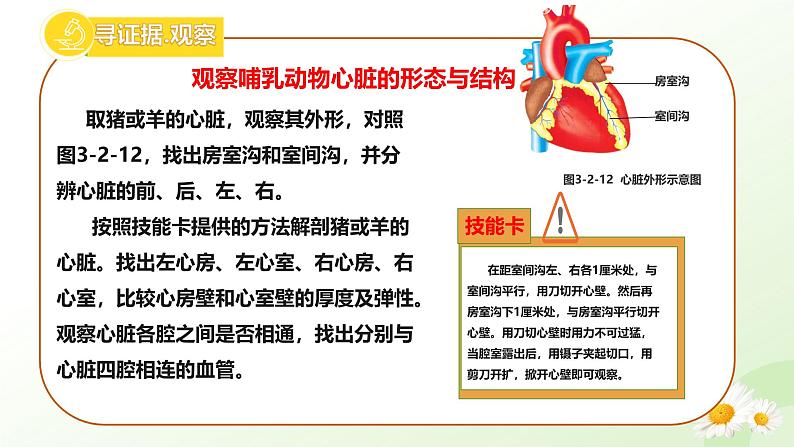 3.2.1  血液循环系统的组成（三、心脏）-2024-2025学年七年级生物下册课件（冀少版2024）第4页