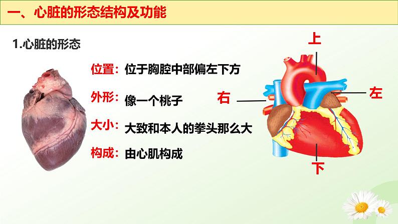 3.2.1  血液循环系统的组成（三、心脏）-2024-2025学年七年级生物下册课件（冀少版2024）第6页