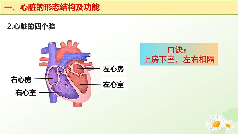 3.2.1  血液循环系统的组成（三、心脏）-2024-2025学年七年级生物下册课件（冀少版2024）第7页