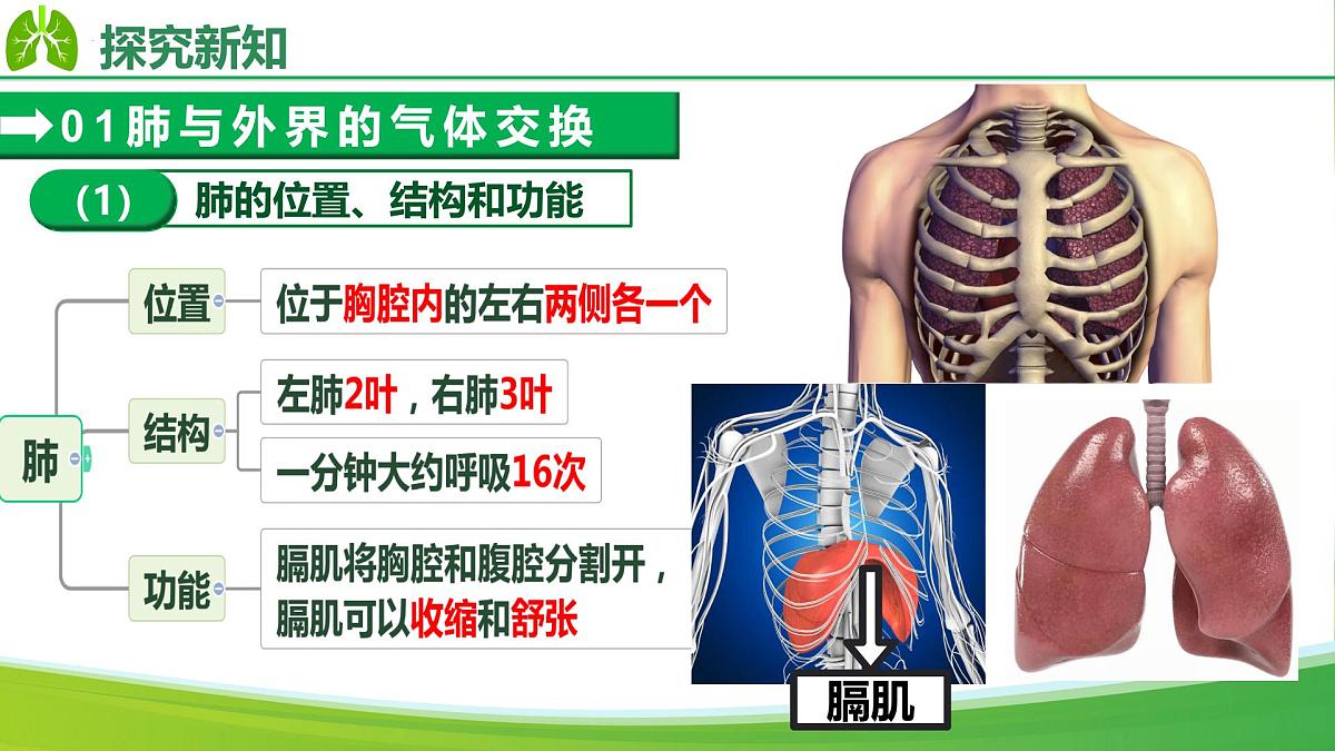 4.3.2 发生在肺内的气体交换（课件）-2024-2025学年七年级生物下册（人教版2024）第7页