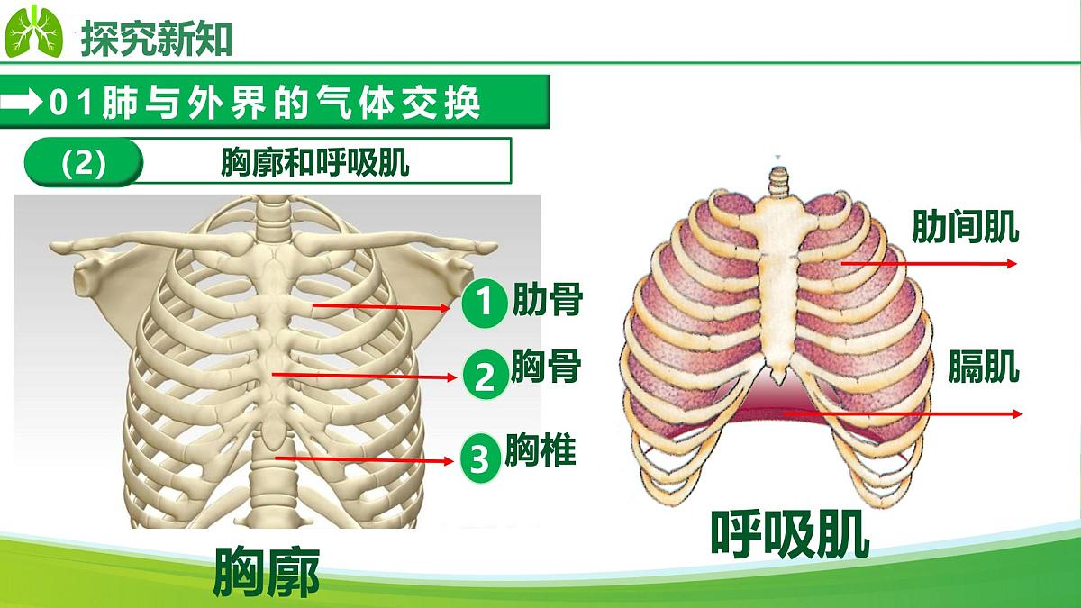 4.3.2 发生在肺内的气体交换（课件）-2024-2025学年七年级生物下册（人教版2024）第8页