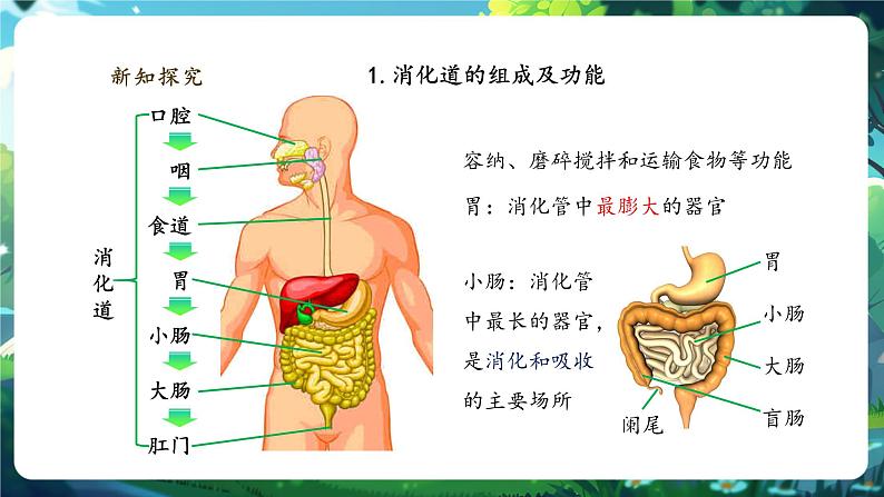 【大单元整体教学设计】北师大版生物七下4.6.2.1食物的消化和营养物质的吸收（第一课时）课件第6页