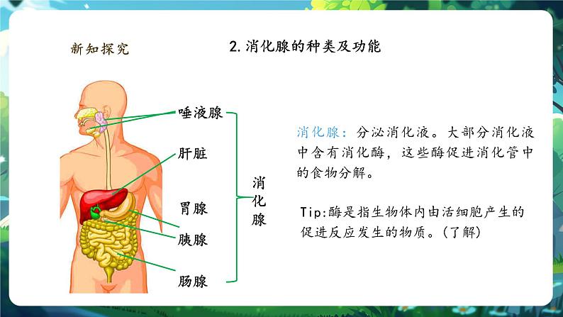 【大单元整体教学设计】北师大版生物七下4.6.2.1食物的消化和营养物质的吸收（第一课时）课件第7页