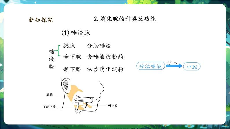 【大单元整体教学设计】北师大版生物七下4.6.2.1食物的消化和营养物质的吸收（第一课时）课件第8页