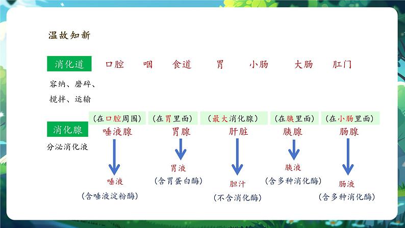 【大单元整体教学设计】北师大版生物七下4.6.2.2食物的消化和营养物质的吸收（第二课时）课件第4页