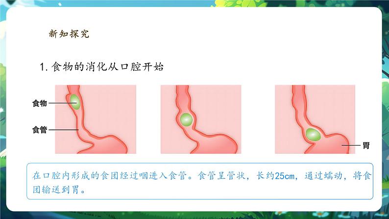 【大单元整体教学设计】北师大版生物七下4.6.2.2食物的消化和营养物质的吸收（第二课时）课件第6页