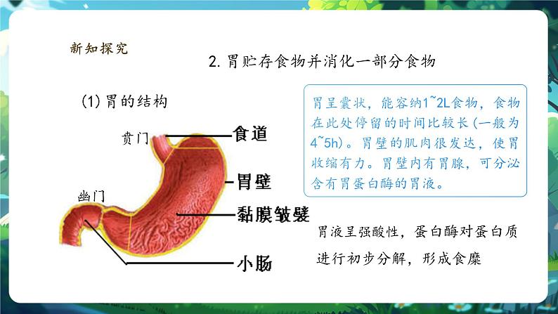 【大单元整体教学设计】北师大版生物七下4.6.2.2食物的消化和营养物质的吸收（第二课时）课件第7页