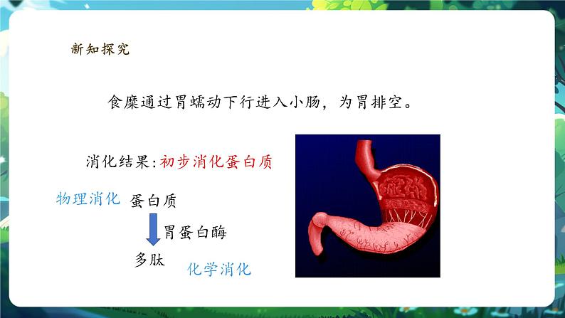 【大单元整体教学设计】北师大版生物七下4.6.2.2食物的消化和营养物质的吸收（第二课时）课件第8页