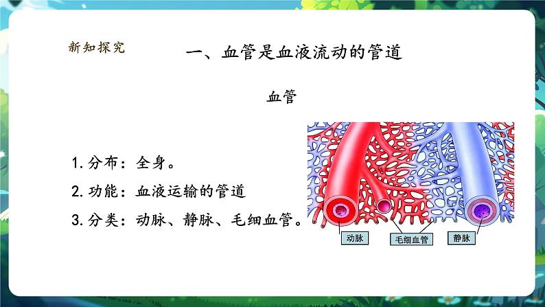 【大单元整体教学设计】北师大版生物七下4.7.2.1血液循环（第一课时）课件(共29张PPT)+视频素材第6页