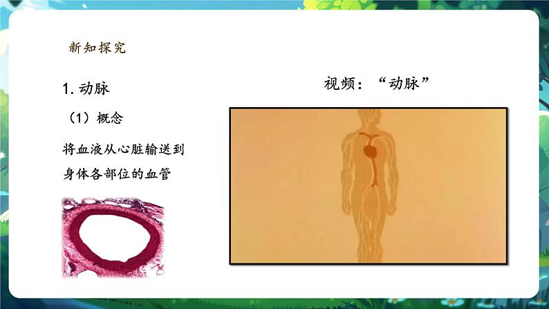 【大单元整体教学设计】北师大版生物七下4.7.2.1血液循环（第一课时）课件(共29张PPT)+视频素材第8页