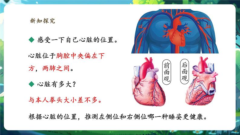 【大单元整体教学设计】北师大版生物七下4.7.2.2血液循环（第二课时）课件(共32张PPT)+视频素材第6页