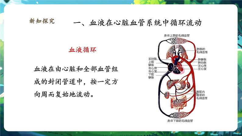 【大单元整体教学设计】北师大版生物七下4.7.2.3血液循环（第三课时）课件(共24张PPT)第5页