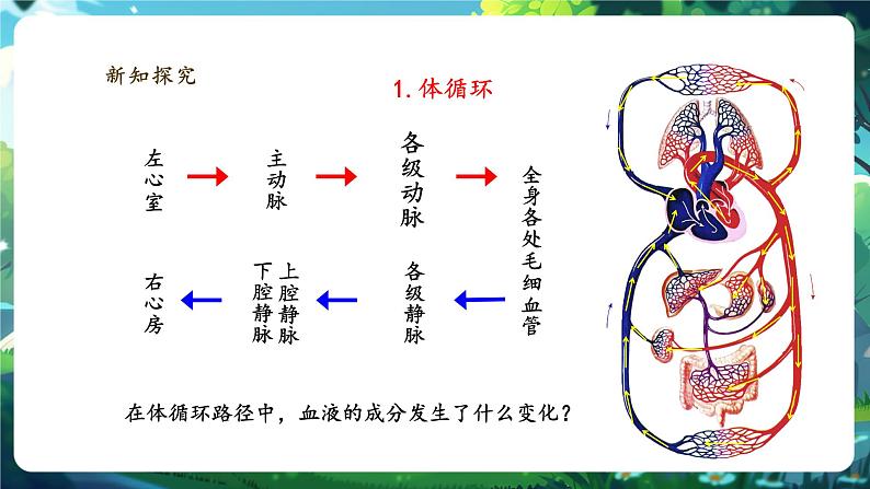 【大单元整体教学设计】北师大版生物七下4.7.2.3血液循环（第三课时）课件(共24张PPT)第7页